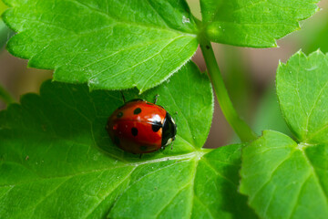 Ladybug with seven spots, Coccinella septempunctata, Coleoptera Coccinellidae on a green leaf in the forest close up