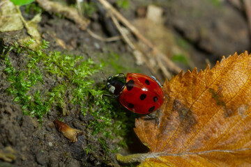 Ladybug with seven spots, Coccinella septempunctata, Coleoptera Coccinellidae on a green leaf in the forest close up