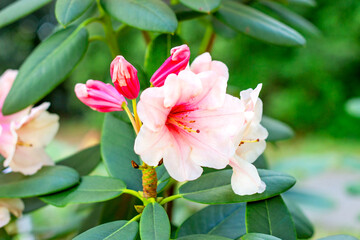 Bright white and pink Rhododendron hybridum Hania blossoming flowers with green leaves in the garden in spring.