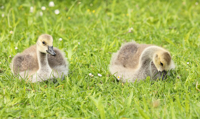 Two Canada goose goslings lying in the grass