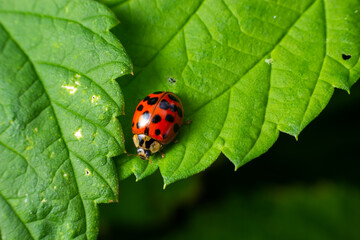 Ladybug with seven spots, Coccinella septempunctata, Coleoptera Coccinellidae on a green leaf in the forest close up