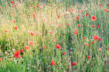 Fototapeta premium Red poppies as colorful red dots in an agricultural field
