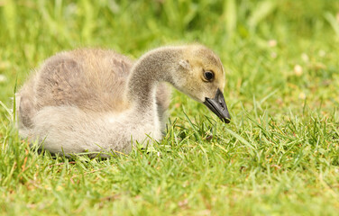 Canada Goose gosling - branta canadensis - resting on grass with its legs tucked under its body