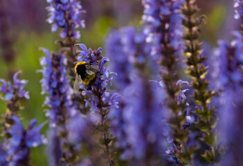 bee on lavender