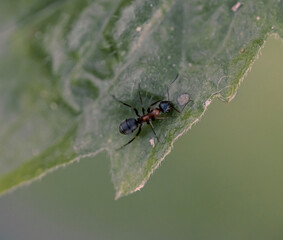 spider on a leaf