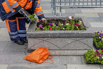 A city worker plants flowers in a flower bed on the street