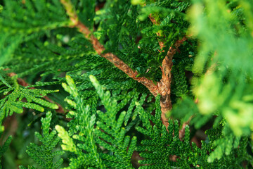 green tree leaves and branches macro shot 