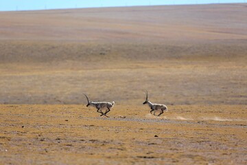 Tibetan antelopes are running and chasing on the vast grasslands of Tibet.