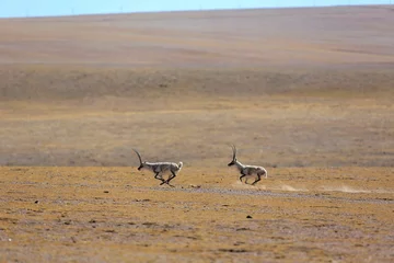 Abwaschbare Fototapete Tibetan antelopes are running and chasing on the vast grasslands of Tibet. © Hank