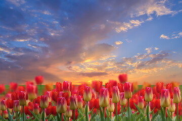 Fototapeta na wymiar red yellow flowers tulip field dramatic cloudy sunset sky nature landscape