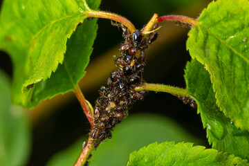 Branch of fruit tree with wrinkled leaves affected by black aphid. Cherry aphids, black fly on...