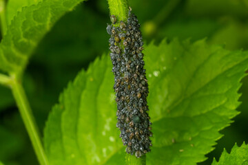 Branch of fruit tree with wrinkled leaves affected by black aphid. Cherry aphids, black fly on cherry tree, severe damage from garden pests