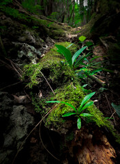 fern in the woods