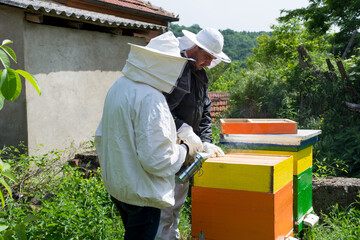 Two beekeepers with protective workwear in an apiary check the bees in the hive and smoke them with a smoker to calm them down. Beekeeping concept