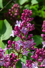 Fototapeta premium Branch of lilac flowers with green leaves, floral natural seasonal hipster background