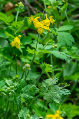 Yellow Chelidonium flowers, commonly known as greater celandine or tetterwort, at the edge of the forest