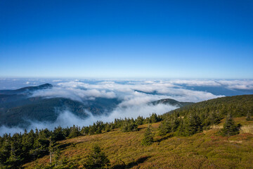 Aerial view of the coniferous forest. Green hills and mountains covered with clouds in the background.