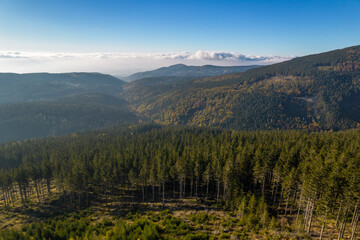 Coniferous forest and green mountains in a sunny day, blue sky and white clouds. 