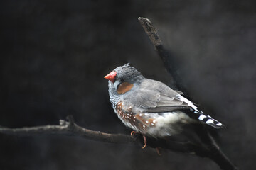 Little Sparrow