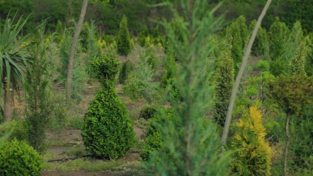 Rows of spruce, thuja, thuya bushes, firs on tree nursery farm. Little coniferous tree seedlings for sale. Decorative plants farm. Gimbal pan shot