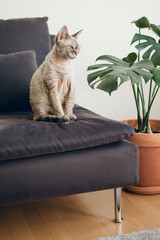 Purebred adult Devon Rex female cat is sitting on black couch at home. Modern minimalist interior decorated with Monstera plant in ceramic pot.
