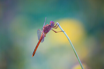 Dragonfly resting on the stalk in natures green background