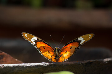 Fototapeta na wymiar The Plain tiger butterfly in dark background