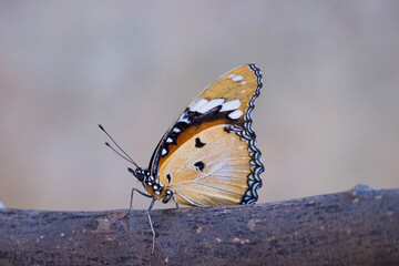 Fototapeta na wymiar The Plain tiger butterfly resting on the branch