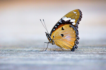 Fototapeta na wymiar The Plain tiger butterfly resting on the ground