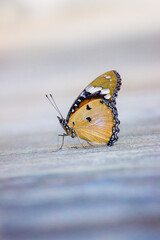 The Plain tiger butterfly resting on the ground