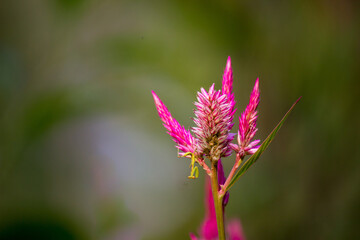 Celosia flower or also known as Cock's comb in bloom