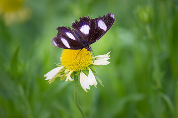 Eggfly butterfly butterfly resting on the flower plant