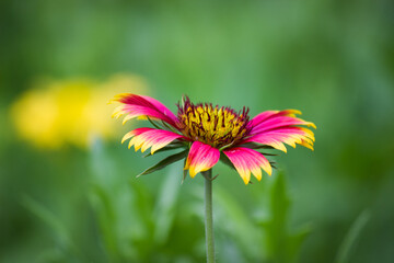Gaillardia also known as Blanket flower in full bloom