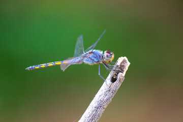 Dragonfly resting on the stalk in natures green background
