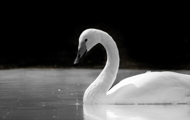 Portrait of the beautiful Swan in pond