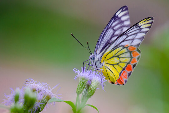 Fototapeta Jezebel butterfly butterfly resting on the flower plant
