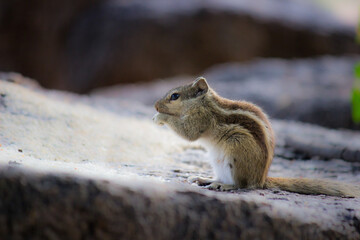  Cute and adorable Squirrel on the rock
