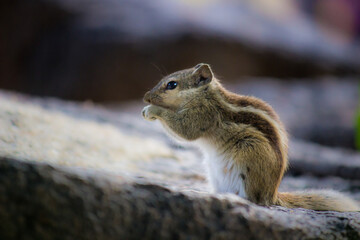 Naklejka na ściany i meble Cute and adorable Squirrel on the rock