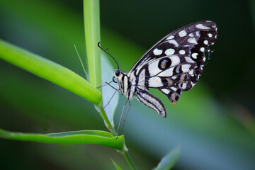  Cute butterfly on the flower plant in natures background