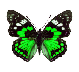Green butterfly isolated on white. Beautiful green black butterfly for design, art, print, textile. Summer background