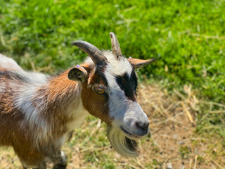 Obraz na płótnie Canvas Goat at a UK farm