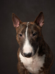 Obraz premium stripy bull terrier on a brown background. Dog portrait in studio
