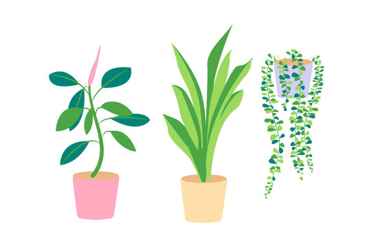 Indoor plants with green leaves in a pot, fern, palm, cactus. Flat illustration