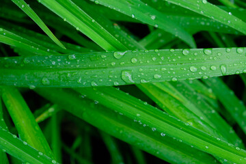 Background, raindrops on green flower stems, wet foliage after rain.