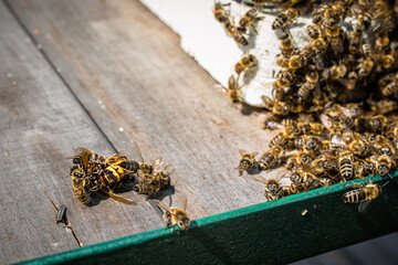 Bee Brains Hold Temp Steady to Slow Cook Hornet near hive entrance