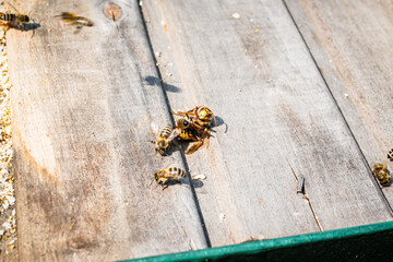 Bees Kill Giant Hornet With Heat near the nucleus hive