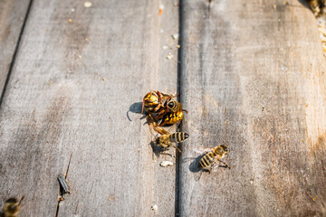 Obraz premium dead hornet next to honey bees, which killed it with heat in ball of bees and strangled by depriving of air.