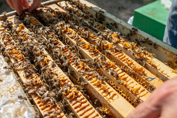 Open bee hive. Plank with honeycomb in the hive. The bees crawl along hive