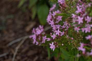 Pink Flowers in a Garden
