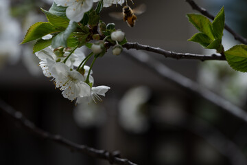Cherry blossom close up, bee pollinating cherry blossom,  spring flower on a branch